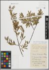 Foto von Salix eleagnos Scop. x Salix purpurea L.